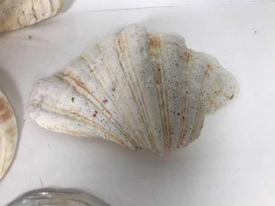 JUST ADDED - Organic Exotic Seashell Collection [Photo 11]