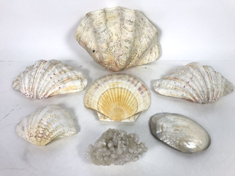 JUST ADDED - Organic Exotic Seashell Collection [Photo 3]
