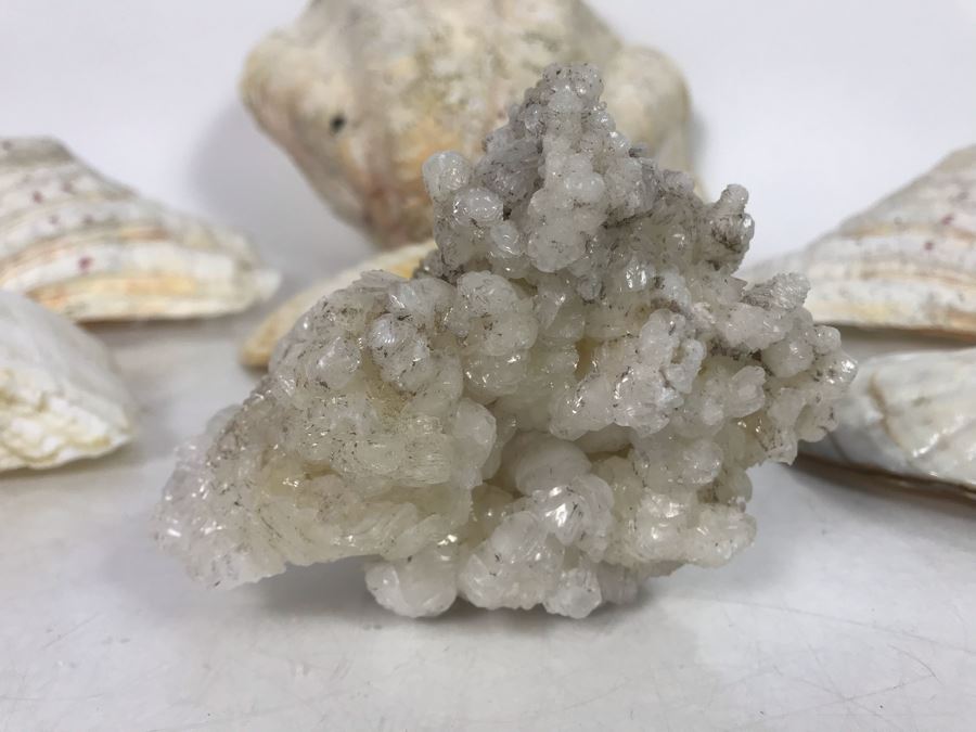 JUST ADDED - Organic Exotic Seashell Collection [Photo 6]