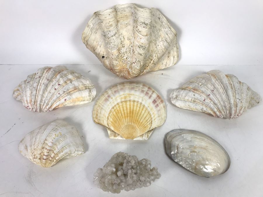 JUST ADDED - Organic Exotic Seashell Collection [Photo 4]