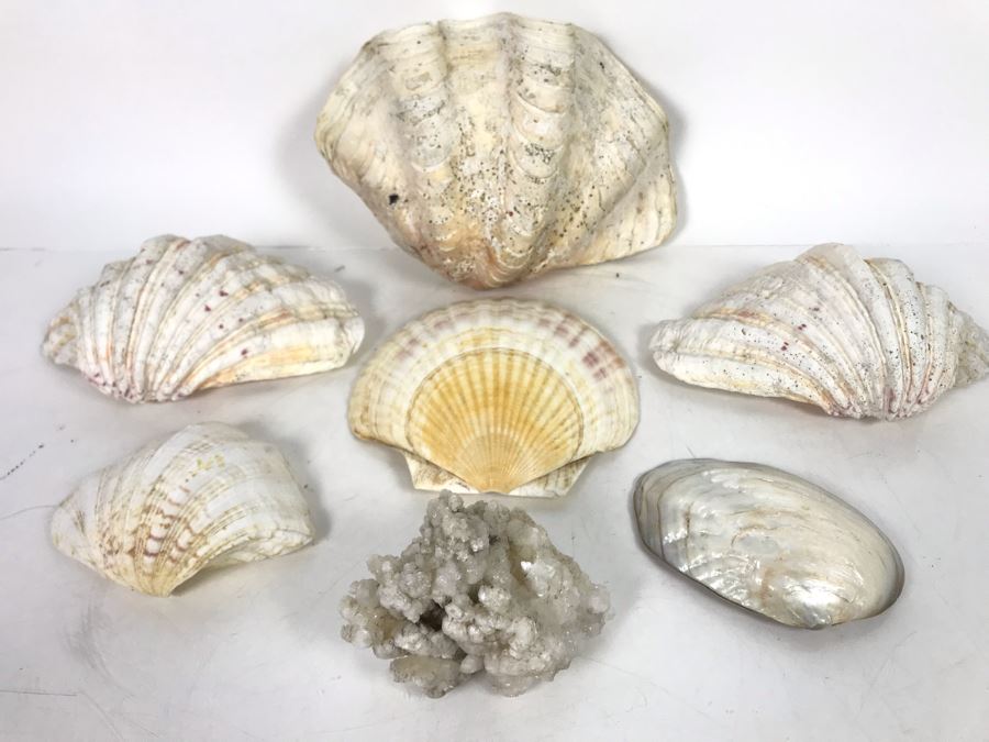 JUST ADDED - Organic Exotic Seashell Collection [Photo 13]