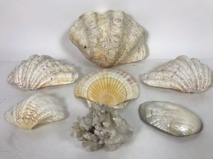 JUST ADDED - Organic Exotic Seashell Collection [Photo 12]
