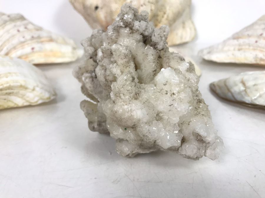 JUST ADDED - Organic Exotic Seashell Collection [Photo 8]