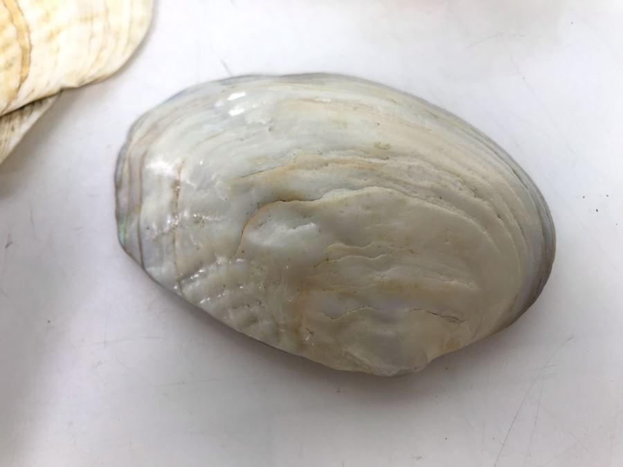 JUST ADDED - Organic Exotic Seashell Collection [Photo 9]