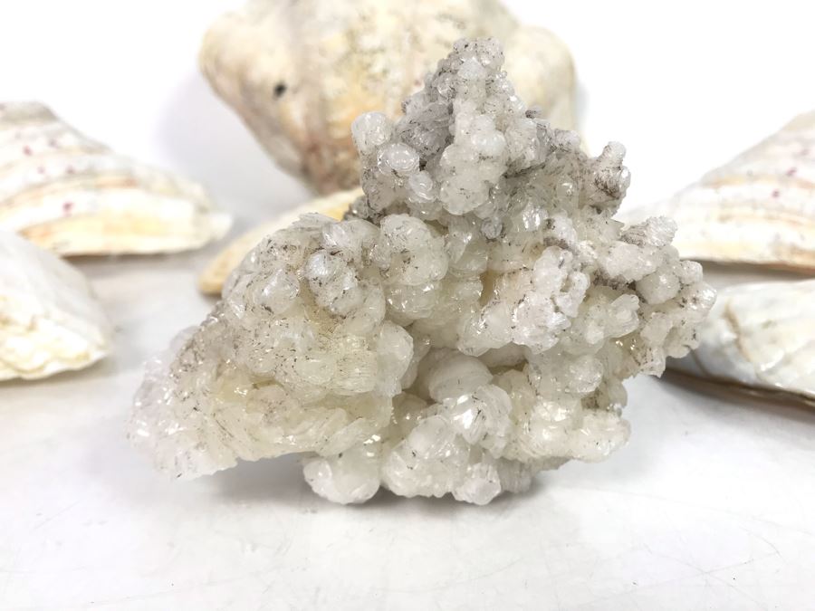 JUST ADDED - Organic Exotic Seashell Collection [Photo 7]