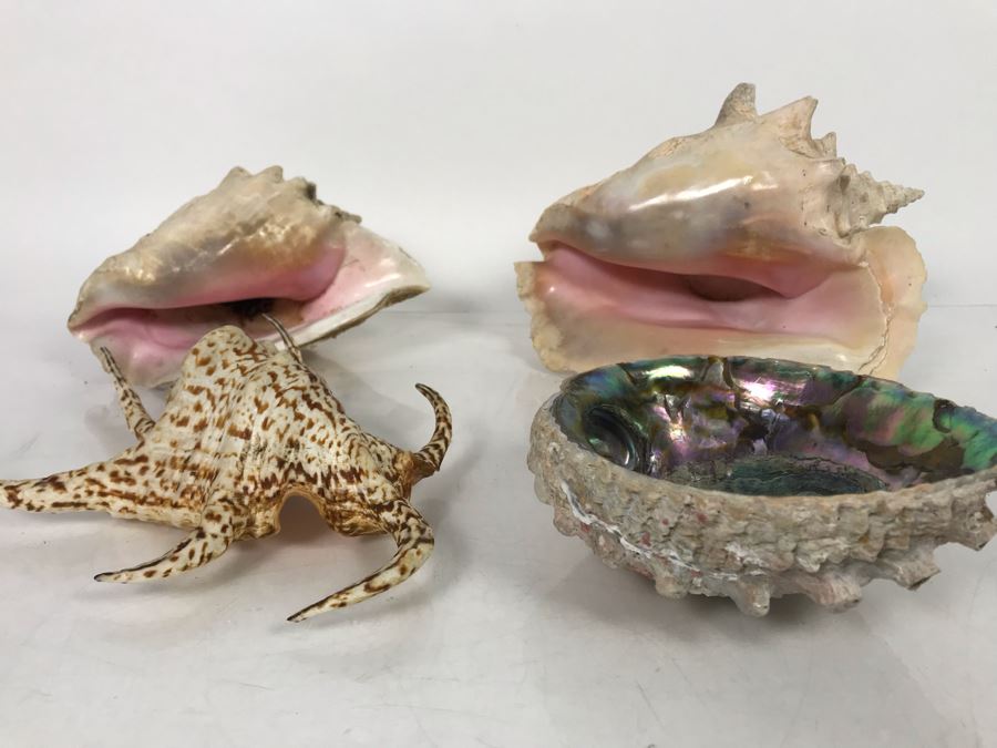 JUST ADDED - Organic Exotic Seashell Collection [Photo 8]