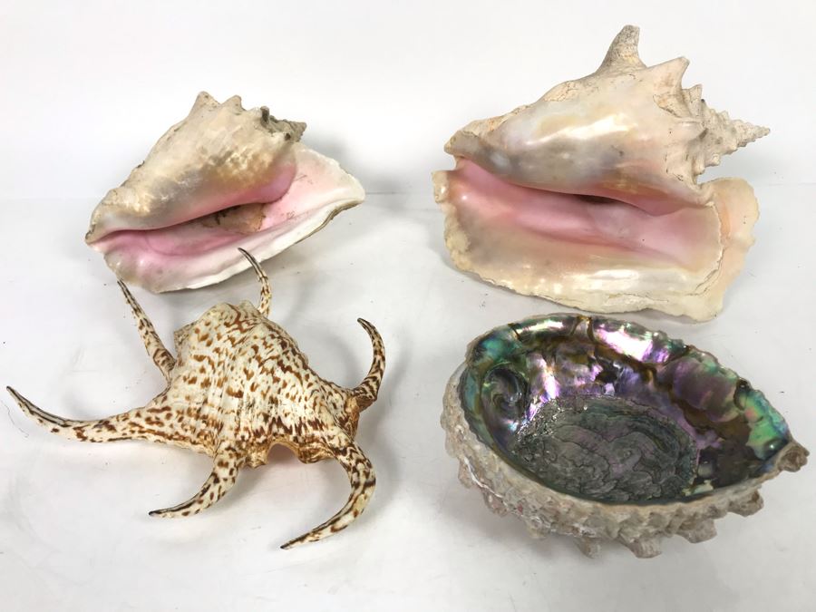JUST ADDED - Organic Exotic Seashell Collection [Photo 1]