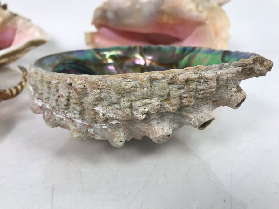 JUST ADDED - Organic Exotic Seashell Collection [Photo 4]