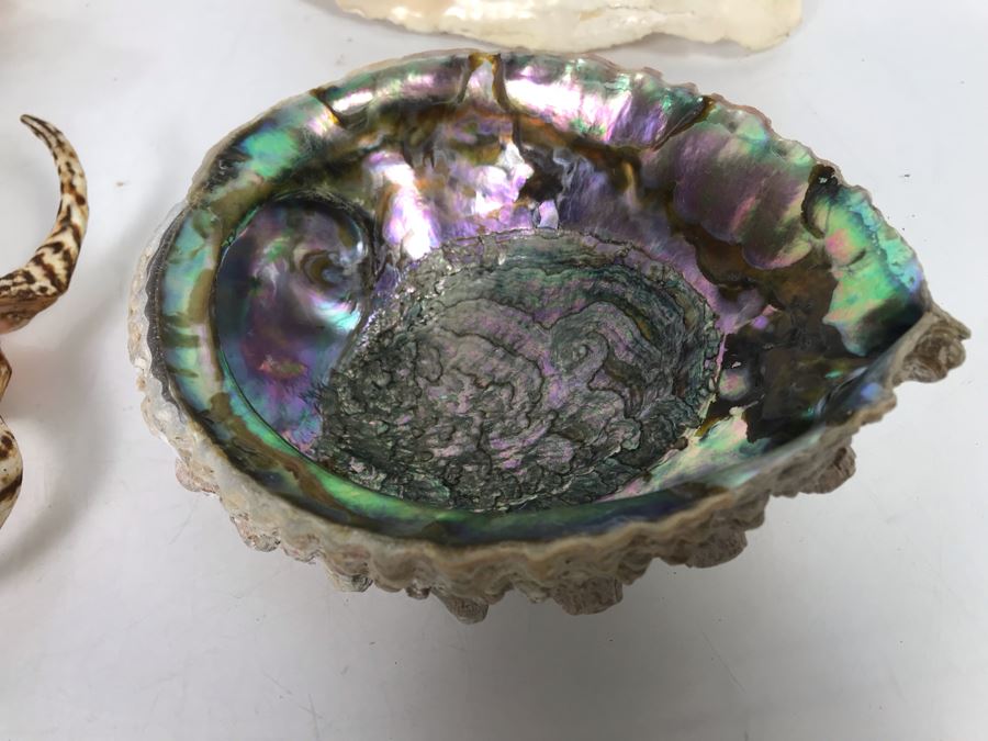 JUST ADDED - Organic Exotic Seashell Collection [Photo 3]