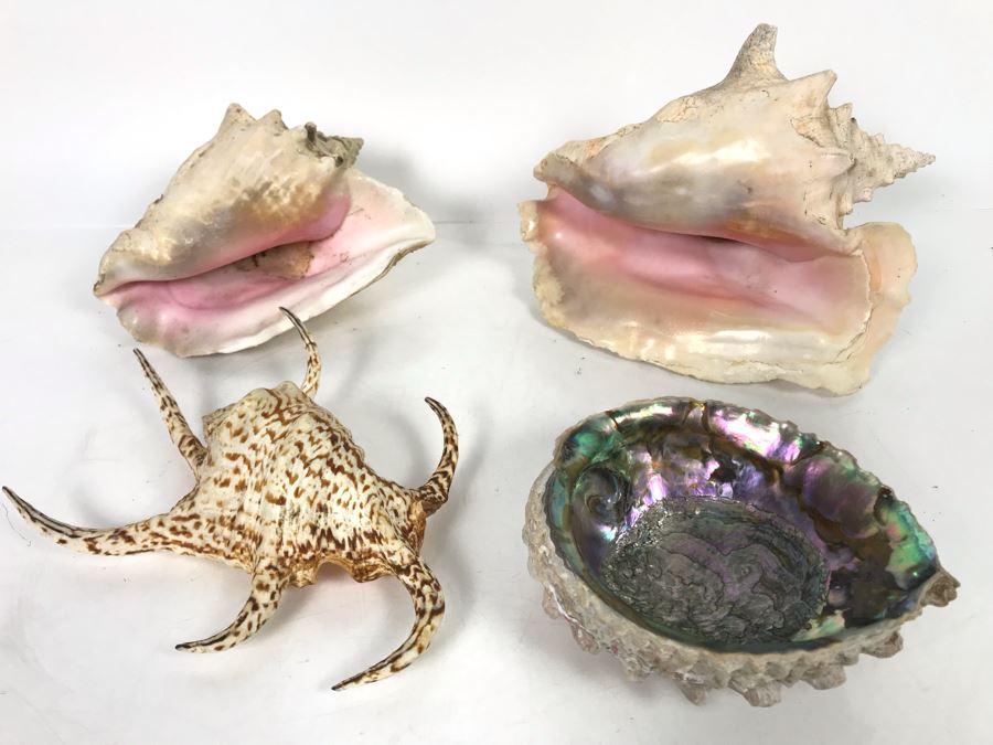 JUST ADDED - Organic Exotic Seashell Collection [Photo 2]