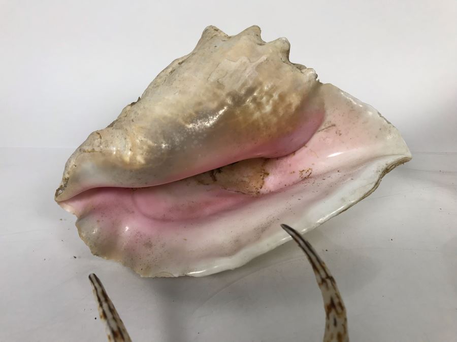 JUST ADDED - Organic Exotic Seashell Collection [Photo 7]