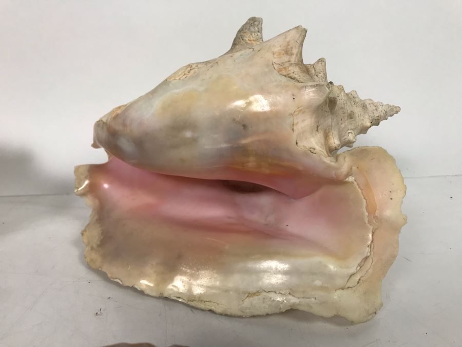 JUST ADDED - Organic Exotic Seashell Collection [Photo 5]