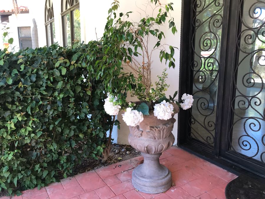 Pair Of Monumental Cast Cement Urn Planters With Ficus Trees 3'H X 2'R [Photo 5]