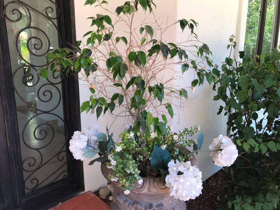 Pair Of Monumental Cast Cement Urn Planters With Ficus Trees 3'H X 2'R [Photo 4]