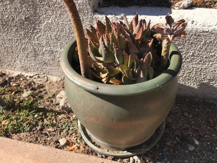 Potted Succulent Plants [Photo 3]