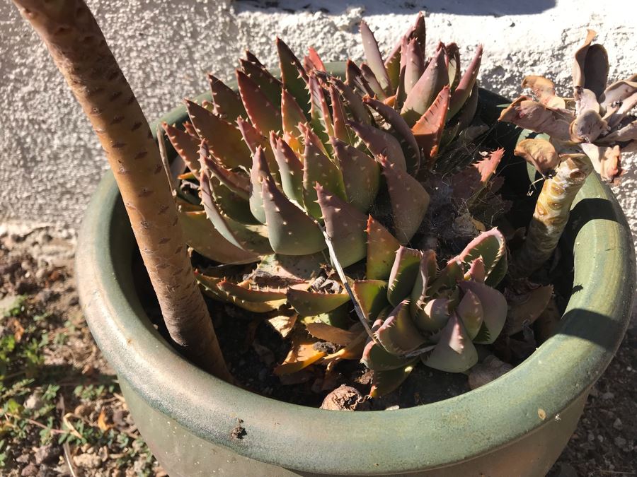 Potted Succulent Plants [Photo 4]