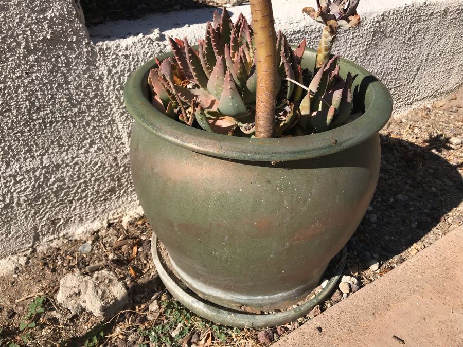 Potted Succulent Plants [Photo 2]