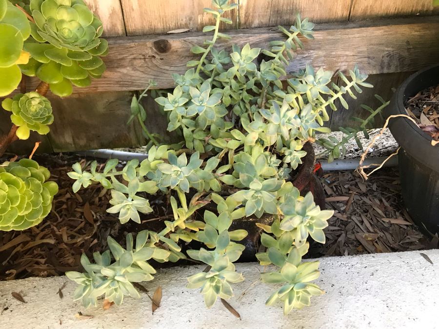 (4) Potted Succulent Plants [Photo 4]