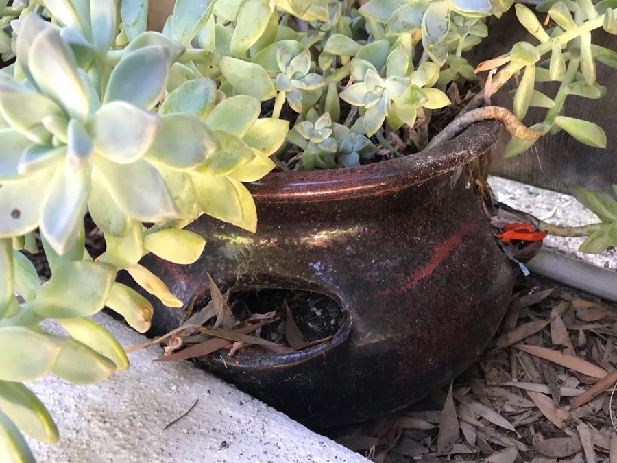 (4) Potted Succulent Plants [Photo 5]