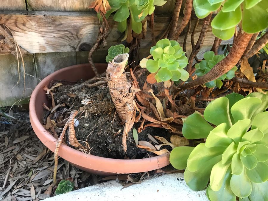 (4) Potted Succulent Plants [Photo 3]