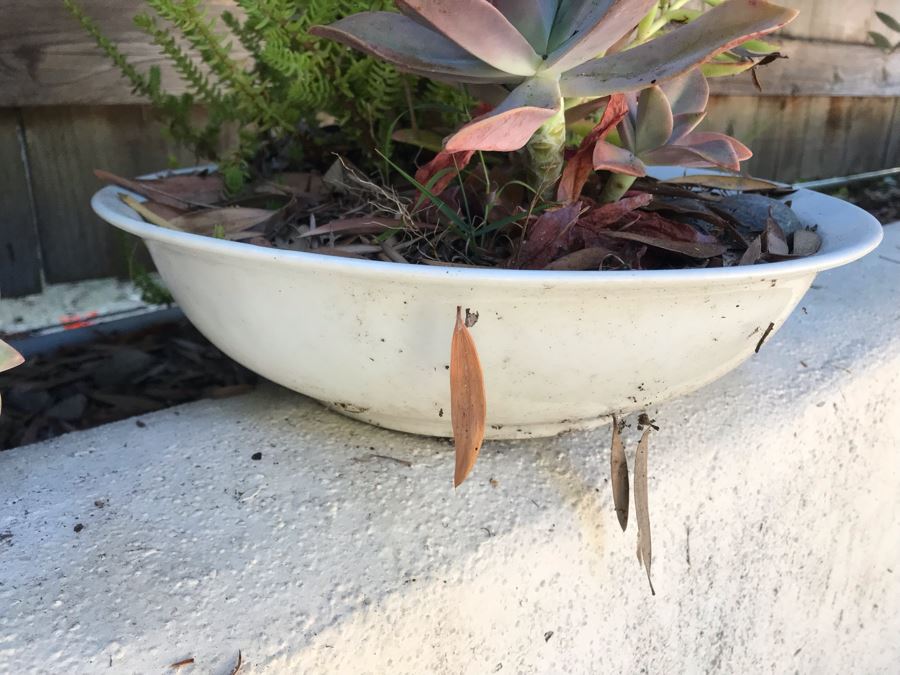 (4) Potted Succulent Plants [Photo 9]