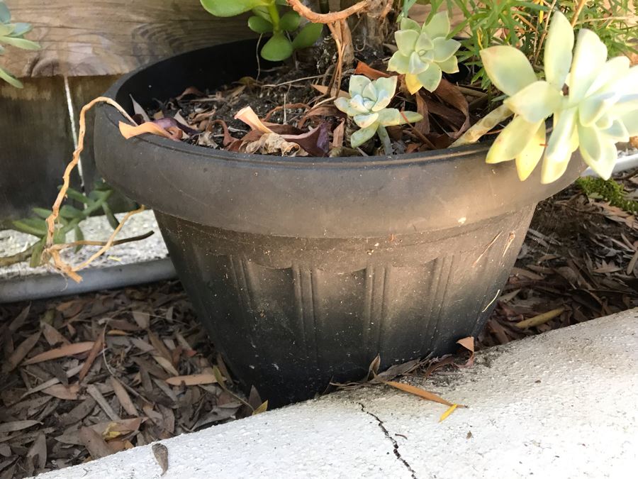 (4) Potted Succulent Plants [Photo 7]