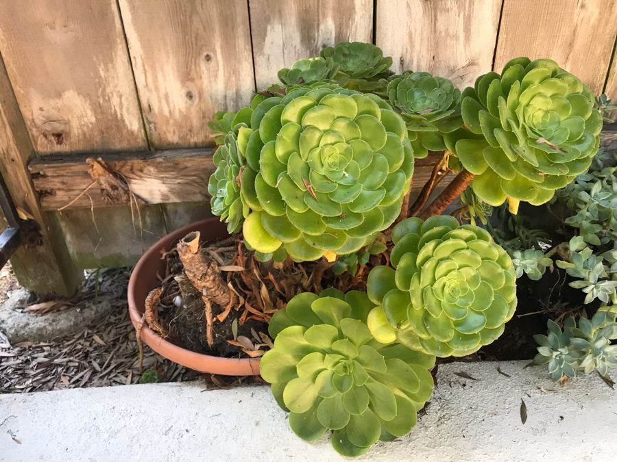 (4) Potted Succulent Plants [Photo 2]