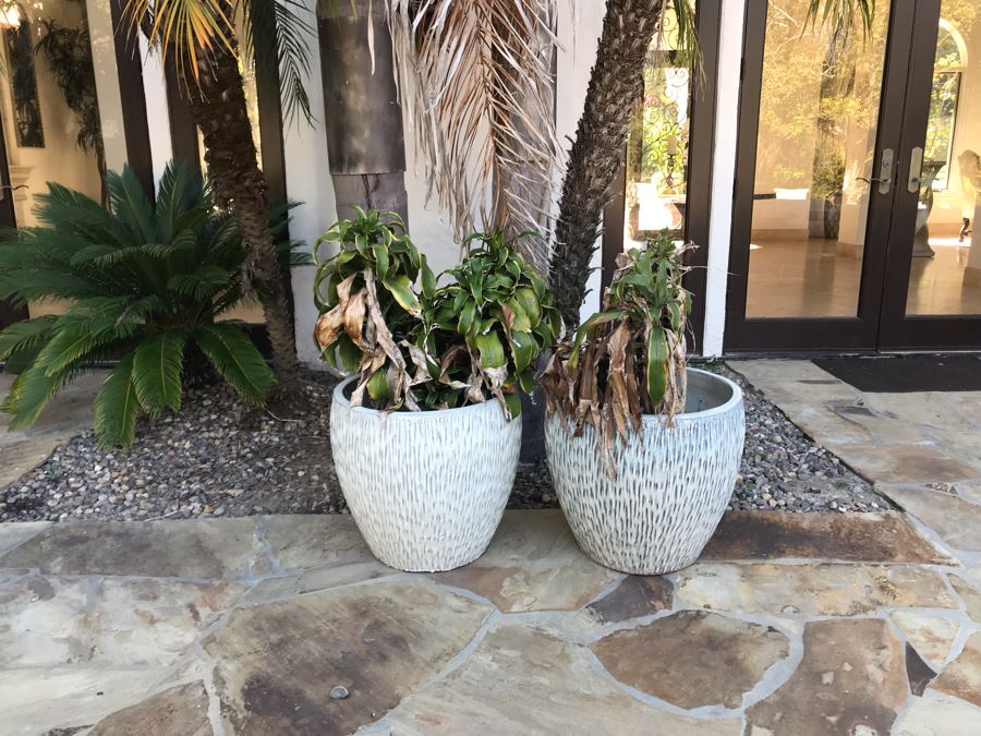 Pair Of Large White Glazed Modern Ceramic Planters With Plants 20'H X 21'W [Photo 4]