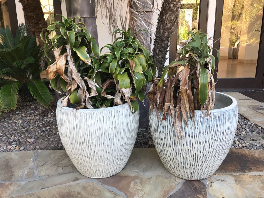 Pair Of Large White Glazed Modern Ceramic Planters With Plants 20'H X 21'W [Photo 2]