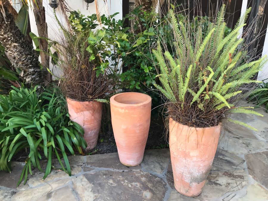 (3) Large Terracotta Tapered Cylindrical Planters Pots - Two With Ferns 27'H X 16'W [Photo 2]