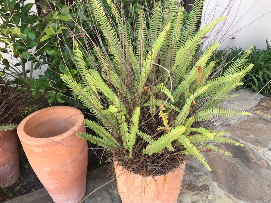 (3) Large Terracotta Tapered Cylindrical Planters Pots - Two With Ferns 27'H X 16'W [Photo 5]