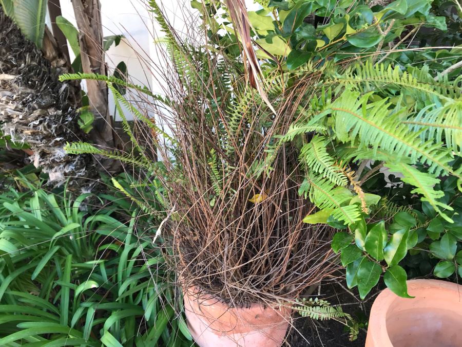 (3) Large Terracotta Tapered Cylindrical Planters Pots - Two With Ferns 27'H X 16'W [Photo 6]