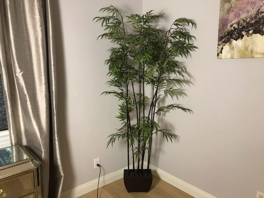 Indoor Bamboo Plants For Sale Plant Ideas