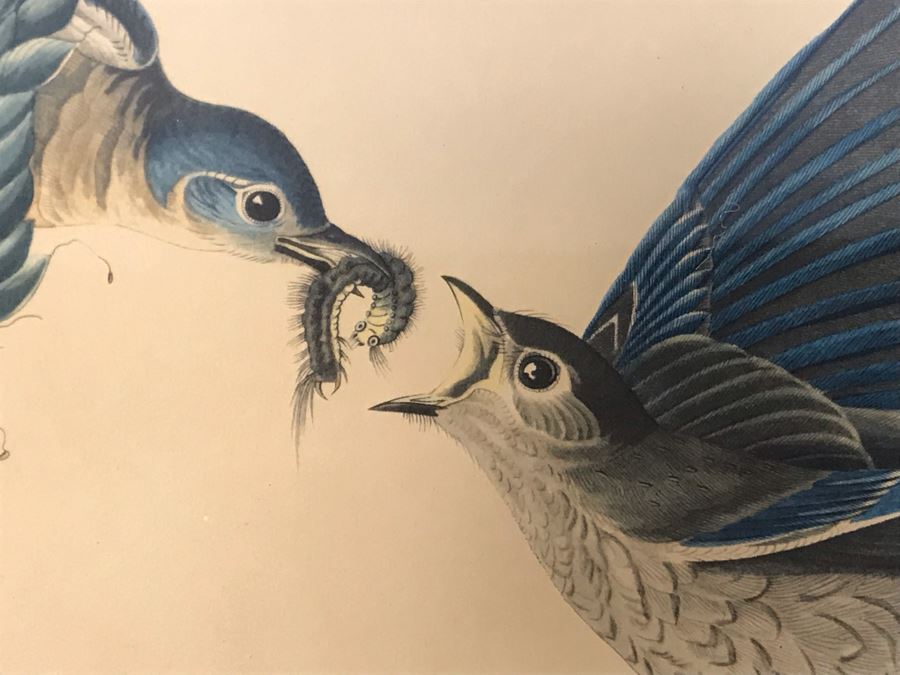 Framed Reproduction John James Audubon Blue-Bird No. 23 Print 23 X 25 [Photo 5]