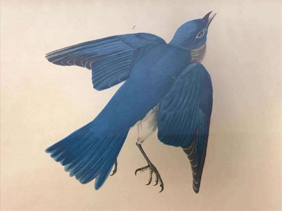 Framed Reproduction John James Audubon Blue-Bird No. 23 Print 23 X 25 [Photo 12]