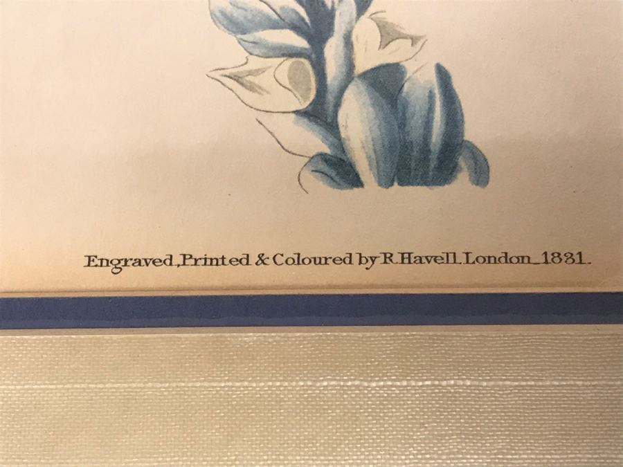 Framed Reproduction John James Audubon Blue-Bird No. 23 Print 23 X 25 [Photo 9]