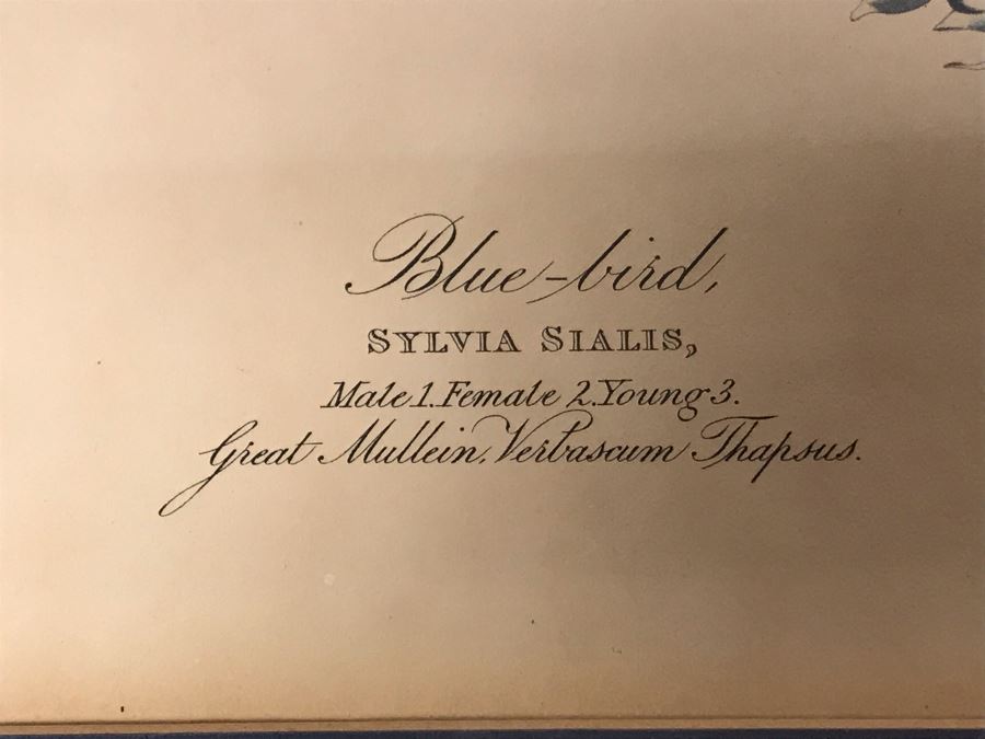 Framed Reproduction John James Audubon Blue-Bird No. 23 Print 23 X 25 [Photo 7]