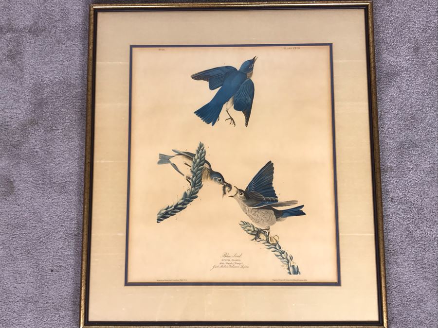 Framed Reproduction John James Audubon Blue-Bird No. 23 Print 23 X 25 [Photo 1]