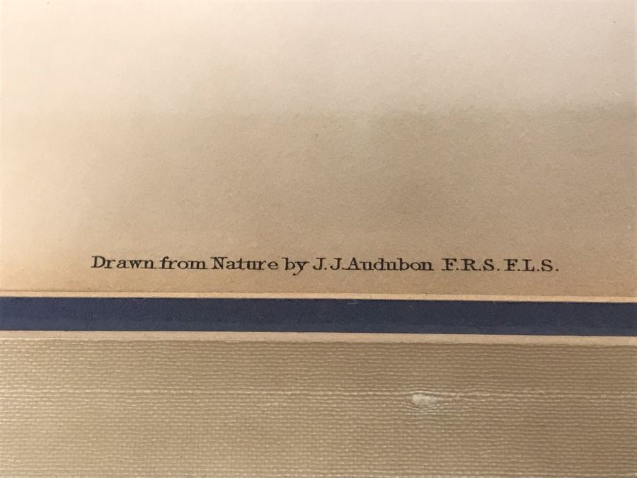 Framed Reproduction John James Audubon Blue-Bird No. 23 Print 23 X 25 [Photo 8]