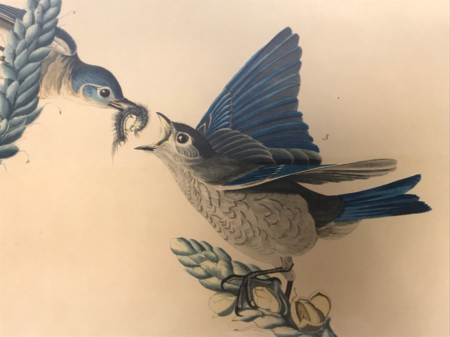 Framed Reproduction John James Audubon Blue-Bird No. 23 Print 23 X 25 [Photo 6]