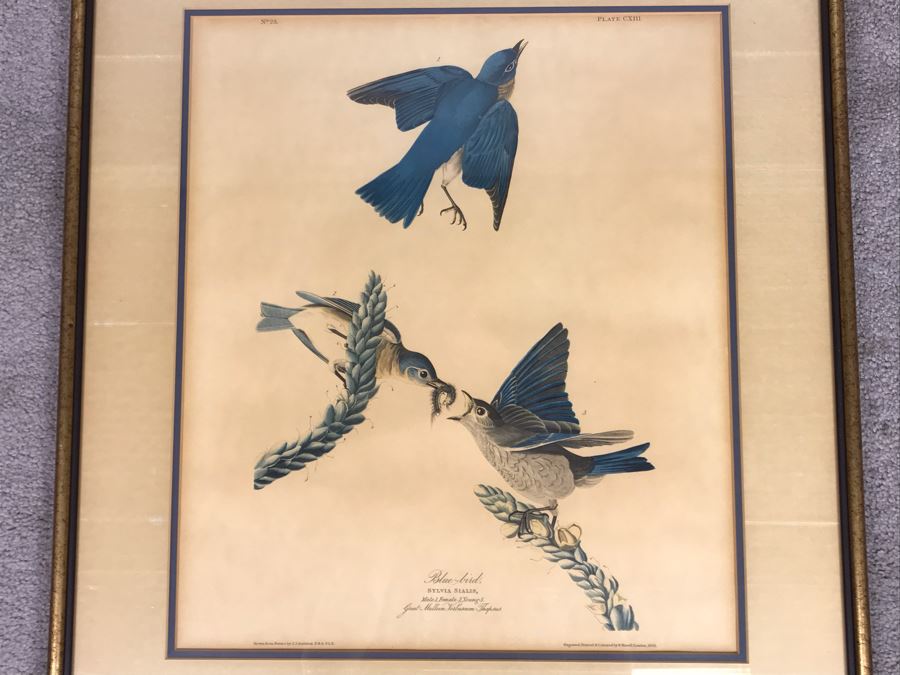 Framed Reproduction John James Audubon Blue-Bird No. 23 Print 23 X 25 [Photo 2]
