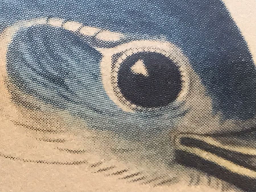 Framed Reproduction John James Audubon Blue-Bird No. 23 Print 23 X 25 [Photo 13]