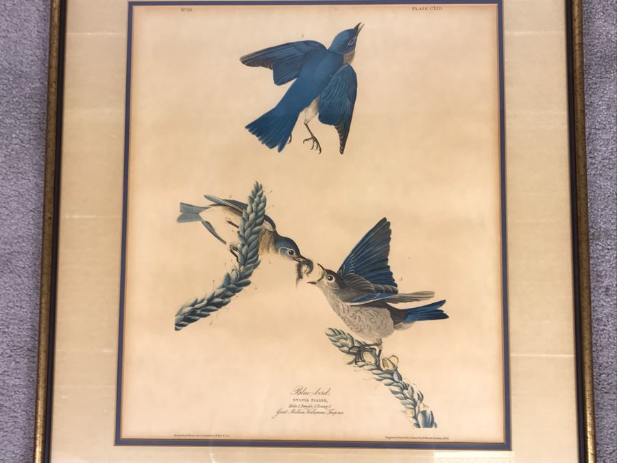 Framed Reproduction John James Audubon Blue-Bird No. 23 Print 23 X 25 [Photo 3]