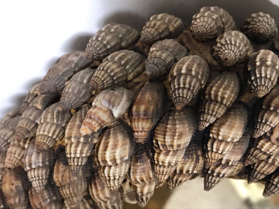 Designer Organic Shell Beveled Glass Wall Mirror 21 X 27 [Photo 5]