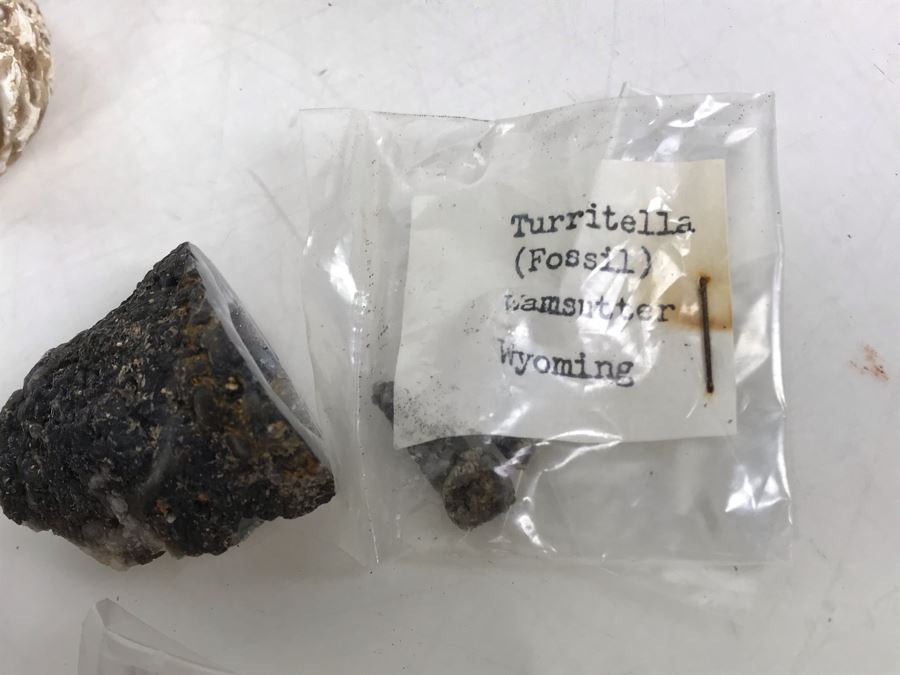 Huge Stone And Fossil Collection Including Tourmaline, Turquoise, Pirite, Trilobite, Petrified Wood, Gold Flakes - See Photos [Photo 28]