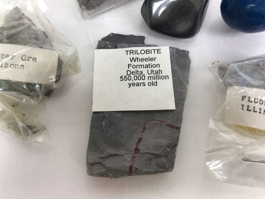 Huge Stone And Fossil Collection Including Tourmaline, Turquoise, Pirite, Trilobite, Petrified Wood, Gold Flakes - See Photos [Photo 6]