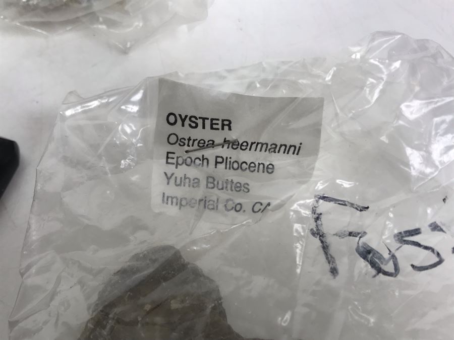 Huge Stone And Fossil Collection Including Tourmaline, Turquoise, Pirite, Trilobite, Petrified Wood, Gold Flakes - See Photos [Photo 27]