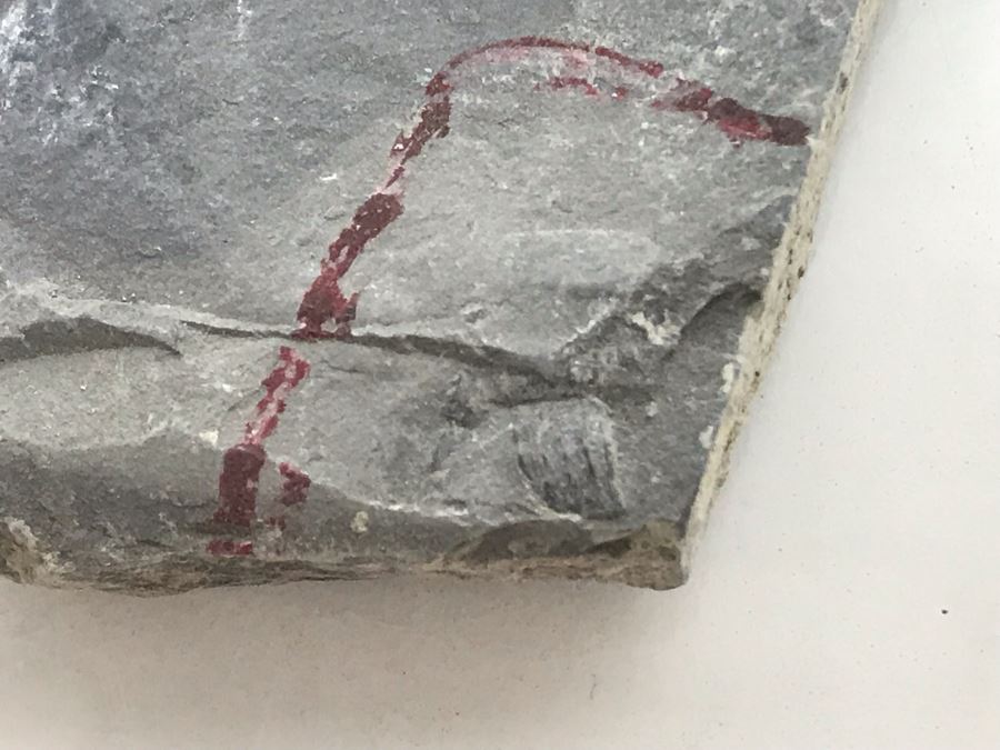 Huge Stone And Fossil Collection Including Tourmaline, Turquoise, Pirite, Trilobite, Petrified Wood, Gold Flakes - See Photos [Photo 7]