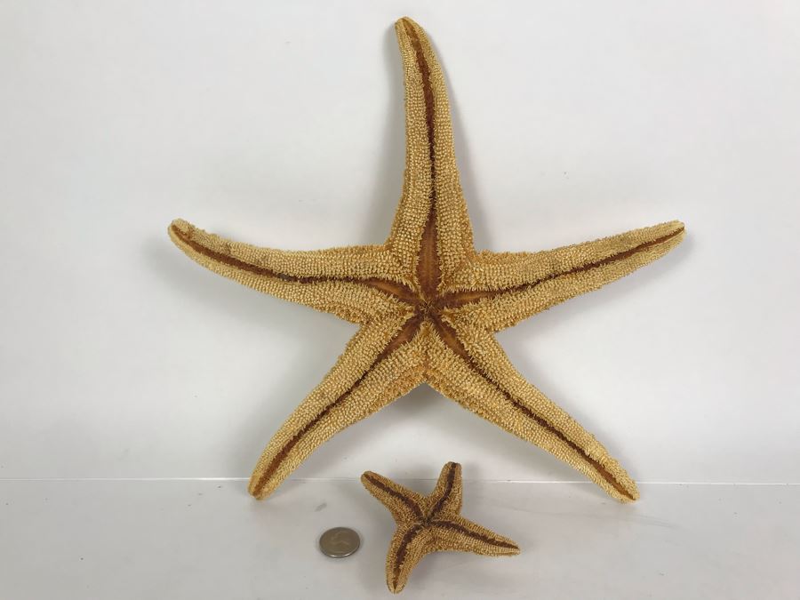 Pair Of Organic Starfish [Photo 5]
