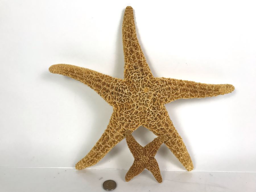 Pair Of Organic Starfish [Photo 6]